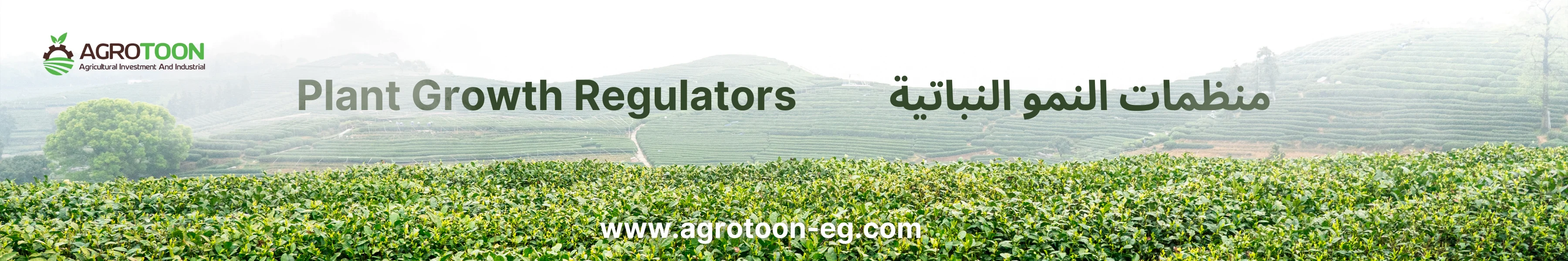 منظمات النمو النباتية